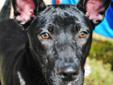 Hidy! I am Cassie. I am really cute as you can already tell! I am jet black with great big ears! Not long ago I was wandering down the street in a neighborhood all by myself. Well some people saw me and thought I was too young to be out alone. They called