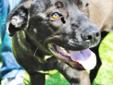 Hi, I am Kendra. People tell me that I am a very unusual color. In my picture I may just look like a plain black dog. But when you see me in person, you will see that I have a black streak that goes down my back, but my sides have a coppery look. When you