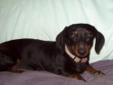 You can fill out an adoption application online on our official website. Makila is a miniature dachshund, she has a very sweet personality. She loves other dogs and kids. She is housebroken, loves to play with toys and always wants to cuddle up. THERE ARE