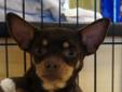 I am a 1 & Â½ year old Chihuahua. I came from a puppy mill. I'm still scared of people but I am doing a little better. I like to play chase with my four legged best friend Pippi. I learned I do like rawhides, squeaky toys & love wet wash cloths! Sounds