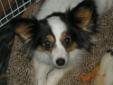 Harper,5 year old,9 pound papillion. Harmony was rescued from a puppy mill. Harmony is learning how to live in a home and is adjusting very well. She does well with animals and is learning to trust people. She loves to lay on your lap. She is working on
