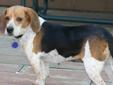 Ruby is a delightful 13", tri-colored beagle female. She is a playful 8 year old who everyone that meets her describes as a "happy dog" since her tail is in constant motion! Ruby came to us from a breeder, has had lots of beautiful beagle puppies, & now