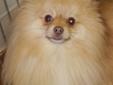 Klana is a gorgeous 3 year old, tiny Pom with excellent conformation for the breed. He is a friendly, happy boy who is used to going for car rides, walks, and all the stuff that doggies love to do. His coloring is termed a "beaver chocolate" for those Pom