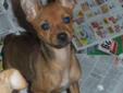 Iris is 3 months old on 4/1/12. Right now she is 5 pounds and tall. She has had her first 3 vaccines and has been de-wormed. If you are interested in adopting her, call Marilyn at 209-956-3004 for a phone interview. Pups Rescue's adoption fees range from