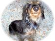 Petey is a little 11 pound, miniature wirehaired Dachshund. He is a silver and tan dapple boy with a fleck of blue in his right eye. This is common in dapples and is referred to as a 'walleye'. It has nothing to do with the vision but is just pigmentation