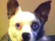 You can also make a donation on behalf of Calypso if you cant adopt at this time Calypso in an adorable Chihuahua mix who was picked up as a stray and taken to animal control. He only weighs about 20 pounds and is such a cuddle bug. Calypso is about 4 to
