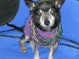 Lenny is a really fun little 8 pound Chihuahua who is sweet with everyone. He is a senior boy so we'd like him to go to a quieter home rather than a busy, noisy one. Lenny had a major dental done when we received him and his teeth are good as new now!