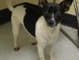*COURTESY POST* Did you know that there was a North Carolina breed of dog called a FEIST. That's me! I am 10 months old and I came up to the house of a nice person who took me in and then took me to Animal Services. I am a happy dog who wants to have a