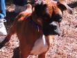 My name is Razz and I am a gorgeous pure bred boxer. I came into the shelter 15 pounds underweight and it's obvious I have had a hard life so far and suffered from severe neglect. I am very sweet with people and LOVE people. I wiggle so hard that my back