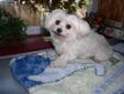 LOOK AT THAT BABYDOLL FACE!!!! WHAT A GORGEOUS AND SWEET TINY 6 LB. PUREBREED MALTESE BOY 6 YRS. OLD--JUST PRECIOUS, HAS CHAMPIONSHIP BLOODLINES. VERY DIFFICULT TO FIND ONE LIKE THIS, BEAUTIFUL SNOW WHITE COAT, WELL PROPORTIONED BODY, AND SUCH A LOVING
