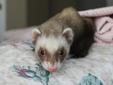 Sullivan and Angus are on the Ferret Family Plan $149.00 for the pair. Please visit our website at http://www.petfinder.com/petdetail/22744738