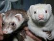 Fred, an approx 3 year old male (sable), and Stewart, an approx 1.5 year old male (white), were relinquished to Frederick County Animal Control in June 2011. Their original owner was working two jobs and did not have time to care for his ferrets. Once in