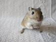 Hazel is a friendly young agouti gerbil girl who is around four months old. She is very nice, energetic, loves digging tunnels and running on her wheel. Hazel is looking for a Forever Home where she will get tons of love and attention! The adoption fee
