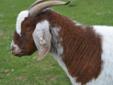 Pavarotti wakes a bit after dawn, stretches, moans, scratches, and generally lets everyone know he's waking up so they should too! He enjoys being rubbed behind his ears and will lift his head so his ears flop back and his teeth are visible. A goat as
