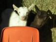 Bodie and Cocount are two beautiful kids--12 weeks old now now eaned and ready to go to their new homes!. They were run through an auction and purchased by slaughterhouse. We bought(rescued) them the from there. Bodie is a solid chocolate Toggenburg and