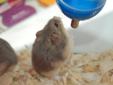 There is 3remaining female campbell dwarf hamster from this group up for adoption out of the original seven. Two are very sweet and the other needs to be handled gently. All can be adopted together or one at a time. The young campbell girls in this group
