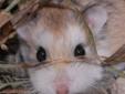Spinner is a roborovski hamster who came to us from a shelter on Jan. 28, 2011. She was about 3 months old at the time. Like all robos, Spinner is small and quick and can be tricky to handle, especially for younger children -- although she's received lots