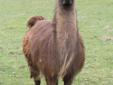 Teresita came to us with four other llama ladies, including her daughter Anita. A watchful mother, she is most likely to raise the alarm if she senses danger, but is generally mellow and doesn't mind being touched. Though the llamas are comfortable with