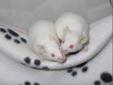 Apple, Luna & Ivy are adorable and available for adoption! They were born around mid August. They are all white. The girls are very friendly, curious and fun. They especially love tearing apart tissue paper and making large nests! The girls must be