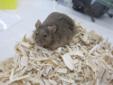 Emmett is a quiet and slightly chubby brown mouse that likes baseball and libraries. He is a tad shy at first but also sweet. He's curious too, likes to climb around and likes a nice cheek rub. (Watch his video!) Emmett appreciates gentle handling and is