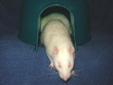 We have 4 handsome boys looking for loving Forever Homes. We admitted these sweet pink-eyed white (PEW) lab rats to the rescue as they were all going to be euthanized ~ we are so happy we could give them a chance at a better life. These handsome ratties