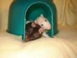 There are 8 ladies looking for loving Forever Homes! The girls were part of a group of rats that had been dumped outside near a school in Hagerstown, MD and many of the girls were pregnant. We estimate that 6 of the girls were born in December 2010 or