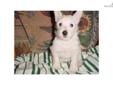 Price: $400
Sold No more puppies at this time.
Source: http://www.nextdaypets.com/directory/dogs/e7cb9a68-4e41.aspx