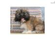 Price: $400
Andy is a male Lhasa Apso puppy. Lhasa Apsos are calm, loyal, and lovable. They enjoy company, but are wary of strangers. The Lhaso Apso gets along well with children, other dogs, and any household pets. Lhasa Apsos are quite happy indoors and