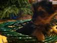 Price: $600
This advertiser is not a subscribing member and asks that you upgrade to view the complete puppy profile for this Yorkshire Terrier - Yorkie, and to view contact information for the advertiser. Upgrade today to receive unlimited access to