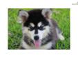 Price: $1250
This is Zhara's stunning black and white, wooly girl, Angelina. Zhara, the mother, is a beautiful black and white wooly girl weighing 128 pounds. Rage, the father, is a gorgeous, red and white wooly male weighing 130 pounds. This litter is