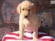 Price: $500
This Yellow Lab puppy is loved on daily by children and well socialized. She has a great personality, is playful and ready for her forever home. This puppy is ACA registered, vet checked, vaccinated, wormed and health guaranteed. Please