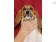 Price: $1450
This advertiser is not a subscribing member and asks that you upgrade to view the complete puppy profile for this Basset Hound, and to view contact information for the advertiser. Upgrade today to receive unlimited access to NextDayPets.com.