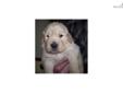 Price: $850
This advertiser is not a subscribing member and asks that you upgrade to view the complete puppy profile for this Golden Retriever, and to view contact information for the advertiser. Upgrade today to receive unlimited access to