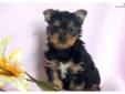 Price: $899
This beautiful Yorkie puppy comes with a 1 year genetic health guarantee. She is AKC registered, vet checked, vaccinated and wormed. She is a spunky little girl who loves to play! This puppy will make a lovely companion. Please contact us for