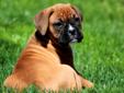 Price: $800
This playful, fawn Boxer puppy is ready to melt your heart! She is AKC registered, vet checked, vaccinated and wormed. This adorable puppy comes with a 1 year genetic health guarantee & and a 2 year hip guarantee. Please contact us for more