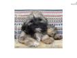 Price: $450
Annie is a female Lhasa Apso puppy. Lhasa Apsos are calm, loyal, and lovable. They enjoy company, but are wary of strangers. The Lhaso Apso gets along well with children, other dogs, and any household pets. Lhasa Apsos are quite happy indoors