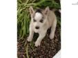 Price: $600
Apache has 13 Championship AKC bloodlines. One of four, he is lots of fun and each has his own personality, they are very sociable with stunning blue eyes. Parents are on site, litter is from our family dogs. Call or email for any additional