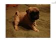 Price: $700
This advertiser is not a subscribing member and asks that you upgrade to view the complete puppy profile for this Pug, and to view contact information for the advertiser. Upgrade today to receive unlimited access to NextDayPets.com. Your