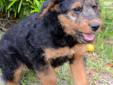 Price: $950
Black and Tan the happiest boy of the litter. His mother Ophelia is 63 lbs and has the most wonderful personality. Puppies will be loving pets and can be all round farm dogs. Father is about 70 pounds. Both Oorang type, nice family pets and