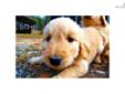 Price: $1400
This advertiser is not a subscribing member and asks that you upgrade to view the complete puppy profile for this Goldendoodle, and to view contact information for the advertiser. Upgrade today to receive unlimited access to NextDayPets.com.