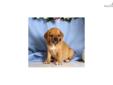 Price: $475
Adorable Puggle puppy. Up-to-date on vaccinations and ready to go. Shipping is available. Please call us for more details if you are interested... 570-966-2990 (calls only - no emails)
Source: