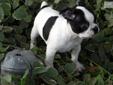 Price: $600
Ashling is a very Unique black and white splash female. She has very loveable playful disposition. She comes with ACA registration, health guarantee, current vaccinations, de wormed, de claws removed, toys and food if shipping is needed it is