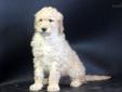 Price: $595
This high-spirited F1b Goldendoodle puppy is ready to meet his forever family. He is vet checked, vaccinated, wormed and comes with a 1 year genetic health guarantee. This puppy is well socialized and loves to play! His date of birth is