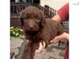 Price: $1100
ATHENA is a beautiful standard sized Chocolate Labradoodle. She is very playful and has a wavy coat. She wears a raspberry collar.
Source: http://www.nextdaypets.com/directory/dogs/20dee72f-c691.aspx