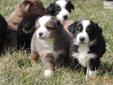 Price: $300
This advertiser is not a subscribing member and asks that you upgrade to view the complete puppy profile for this Australian Shepherd, and to view contact information for the advertiser. Upgrade today to receive unlimited access to