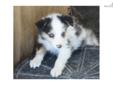Price: $600
This advertiser is not a subscribing member and asks that you upgrade to view the complete puppy profile for this Australian Shepherd, and to view contact information for the advertiser. Upgrade today to receive unlimited access to