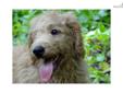 Price: $1250
Austin is a cute F1b Labradoodle. He loves to play! He never meets a stranger. Austin can be shipped to most major airports for $325. This will bring him home to you healthy and up to date on his vaccinations. Don?t miss out on this