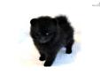 Price: $1350
Tory is a hansome little black boy. Blacks are hard to photograph, but this little guy is just precious! Adorable little round teddy bear face with such a cute expression! He truly looks like a little black bear cub. Super sweet personality