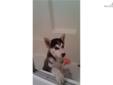 Price: $500
This advertiser is not a subscribing member and asks that you upgrade to view the complete puppy profile for this Siberian Husky, and to view contact information for the advertiser. Upgrade today to receive unlimited access to NextDayPets.com.