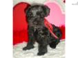 Price: $1200
This advertiser is not a subscribing member and asks that you upgrade to view the complete puppy profile for this Schnauzer, Miniature, and to view contact information for the advertiser. Upgrade today to receive unlimited access to